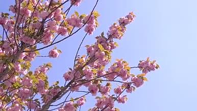 唯美植物春天夏天户外逆光视频的预览图